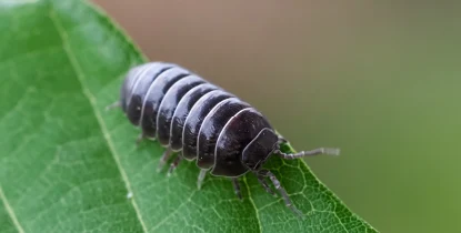 発生する害虫は季節ごとに異なります!