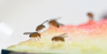 薬剤を使用しない駆除方法